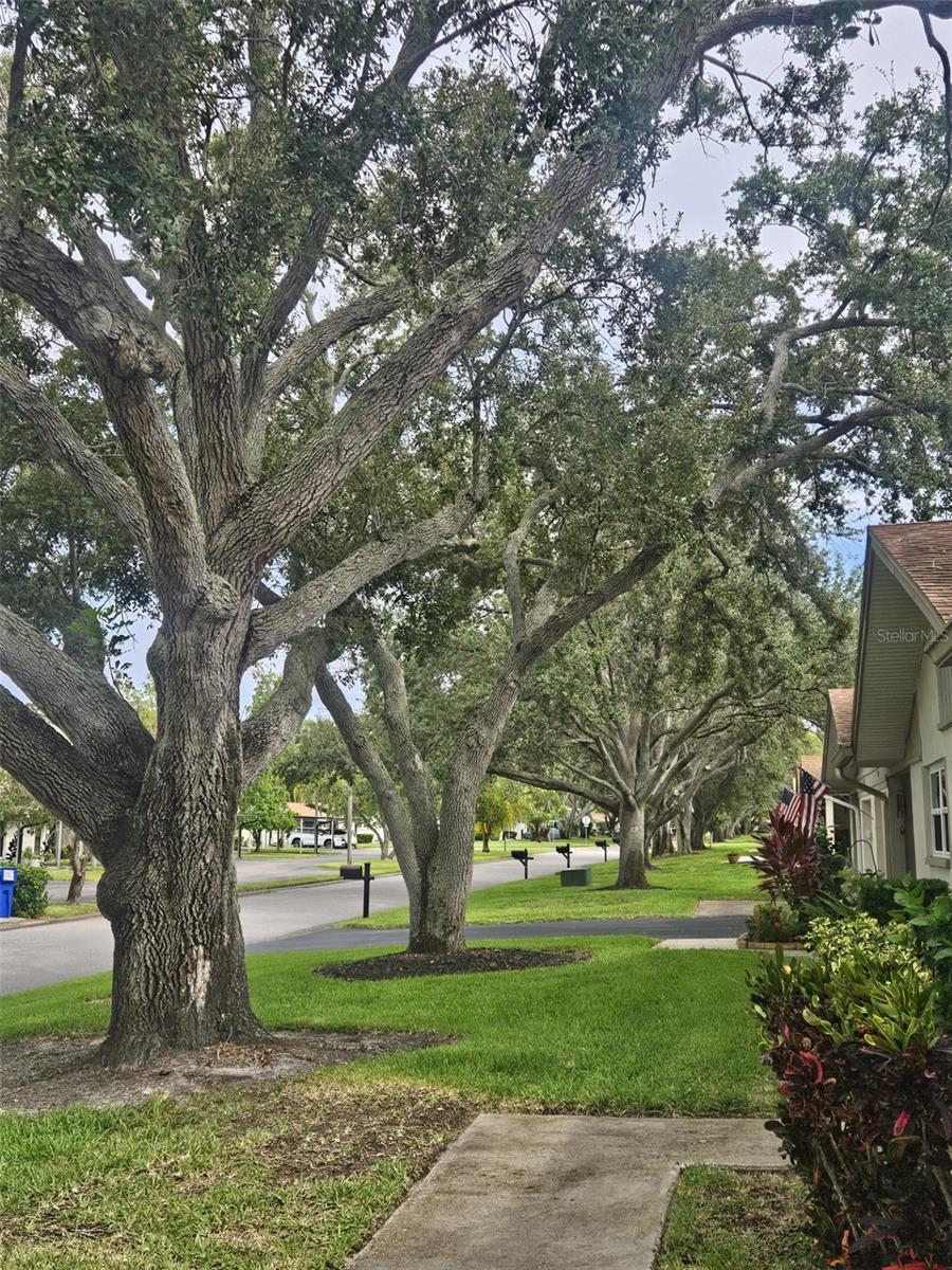 1481 HEATHER RIDGE BLVD, DUNEDIN, FL, 34698