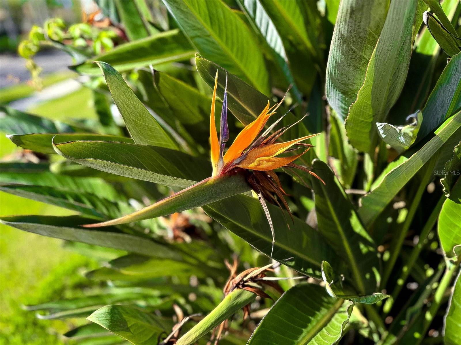 8204 WATERVIEW BLVD, LAKEWOOD RANCH, FL, 34202