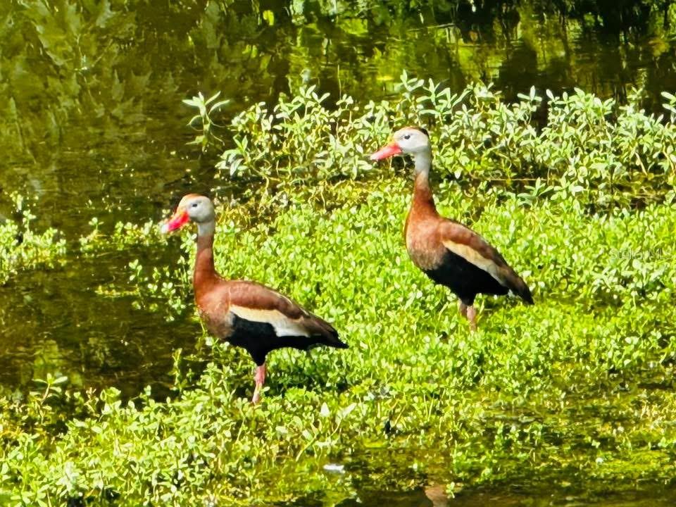 9613 MIDIRON CT #39A, NEW PORT RICHEY, FL, 34655