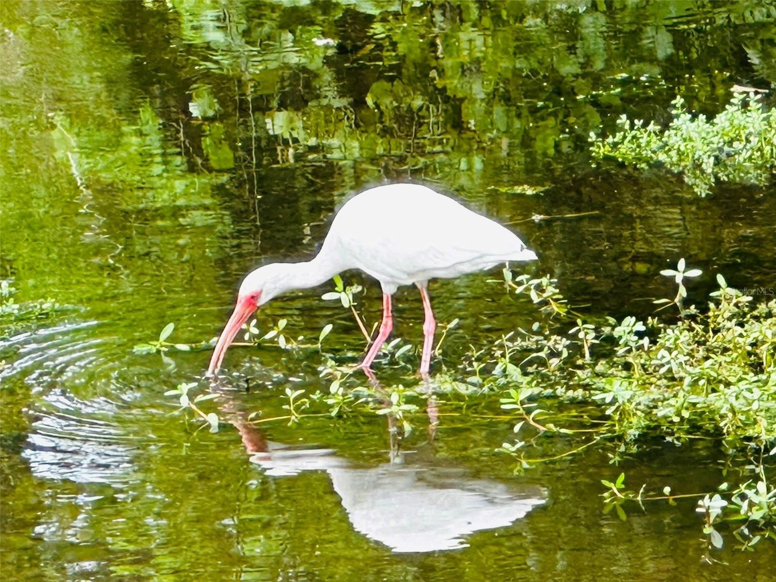 9613 MIDIRON CT #39A, NEW PORT RICHEY, FL, 34655