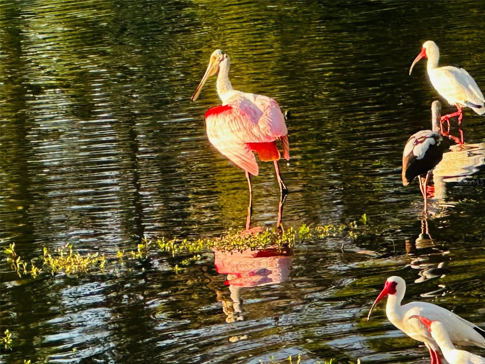 9613 MIDIRON CT #39A, NEW PORT RICHEY, FL, 34655