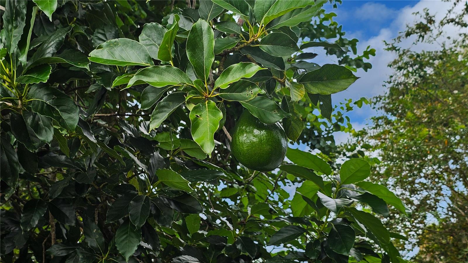 121 E YELKCA TER, EDGEWATER, FL, 32132