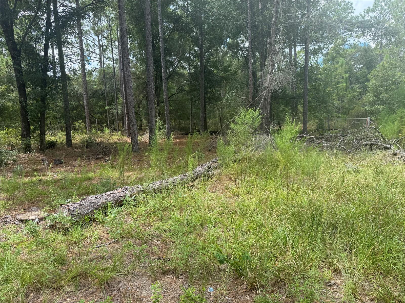 7651 NE 111TH LN, BRONSON, FL, 32621