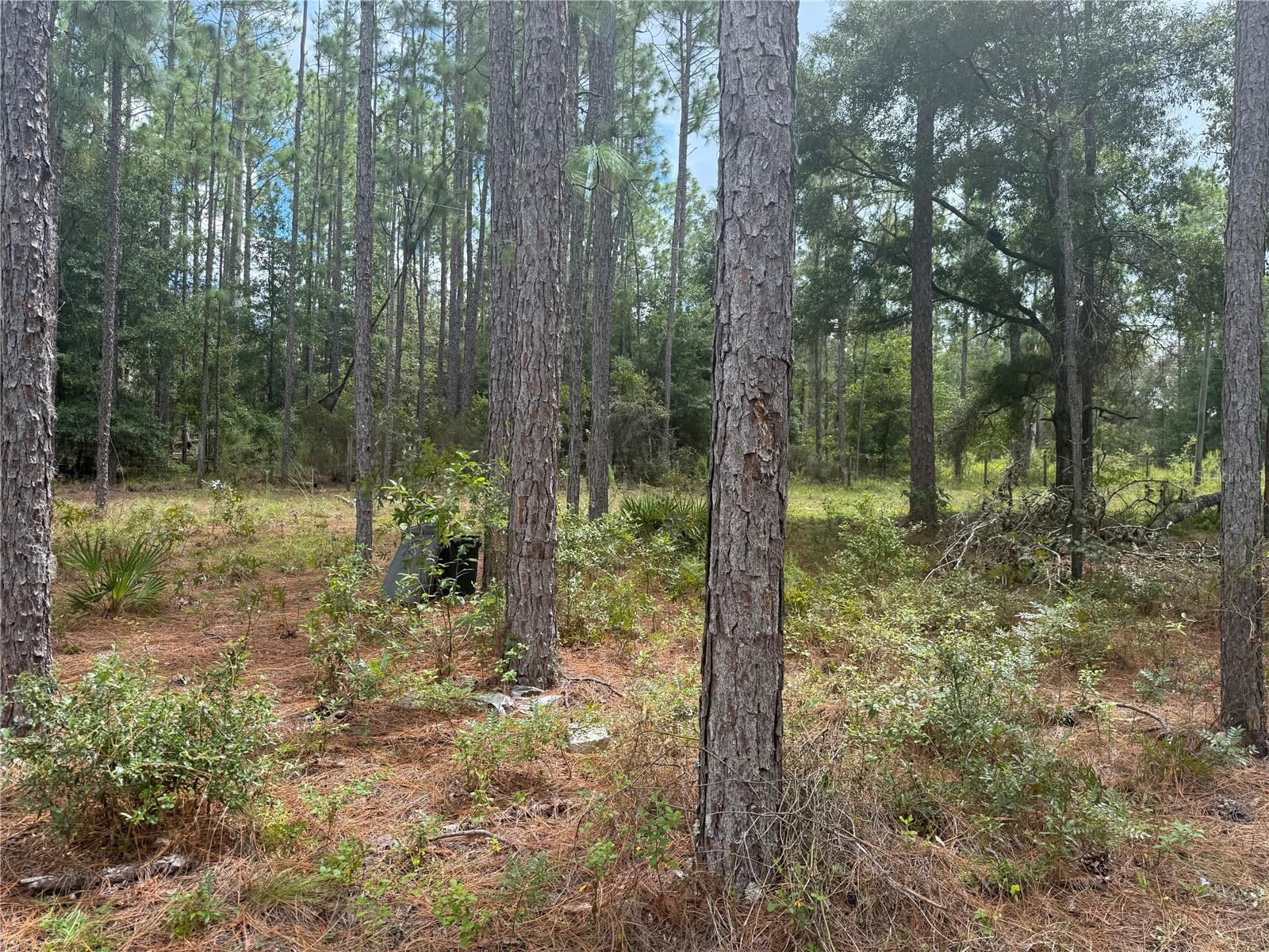 7651 NE 111TH LN, BRONSON, FL, 32621