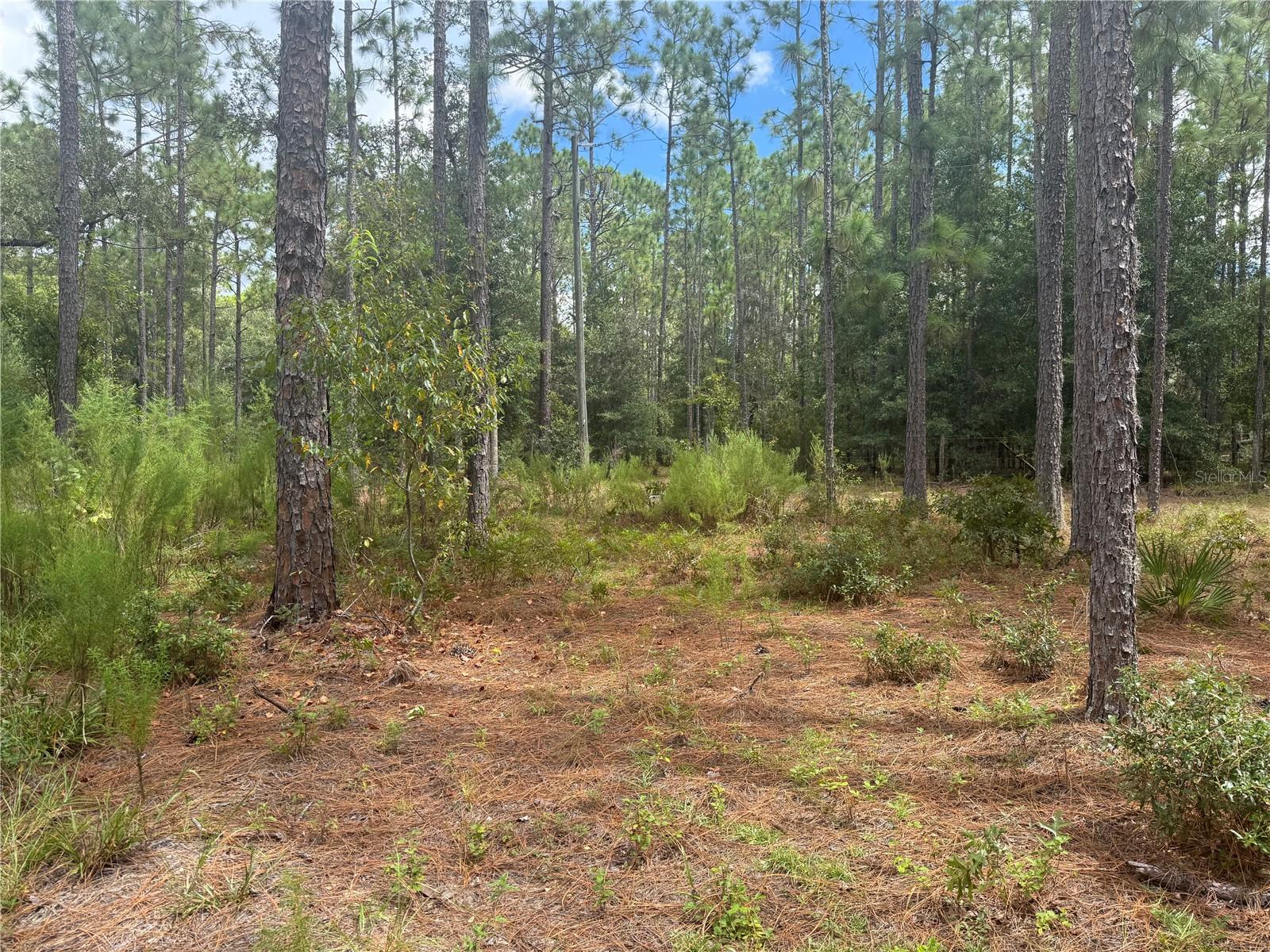 7651 NE 111TH LN, BRONSON, FL, 32621