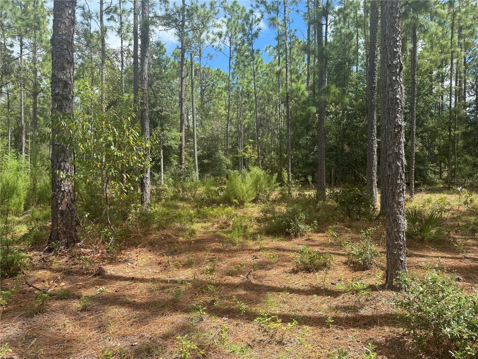 7651 NE 111TH LN, BRONSON, FL, 32621