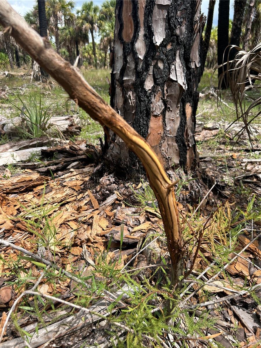 N/A, NAPLES, FL, 34117