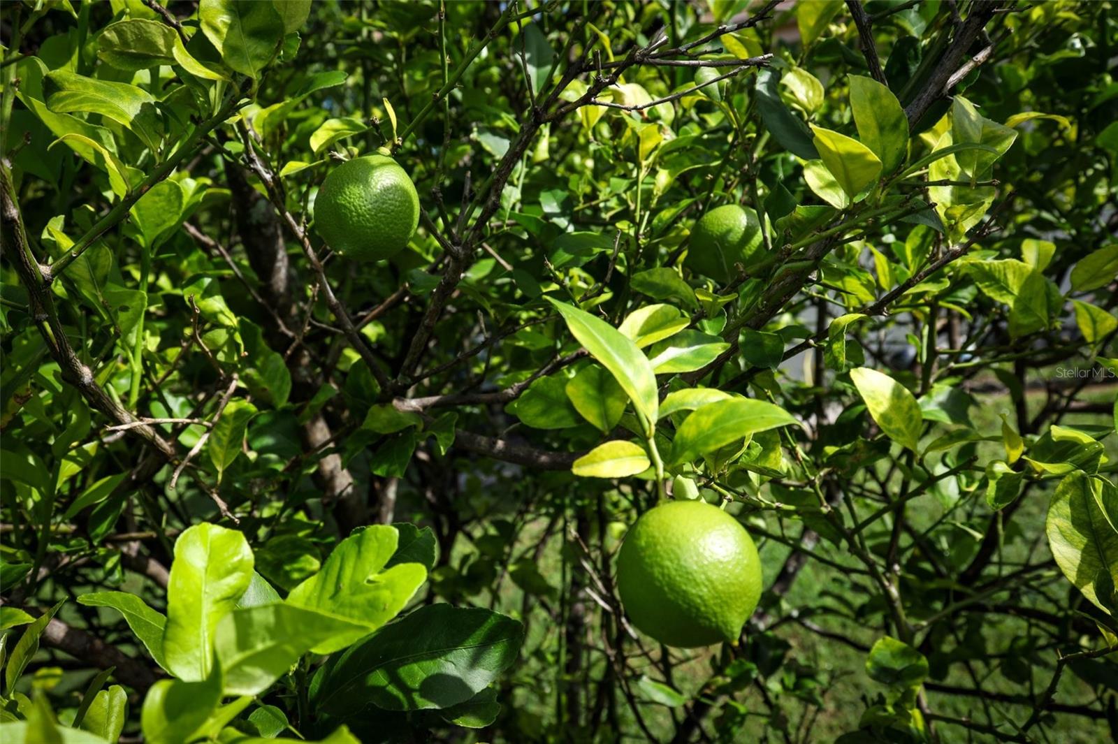 11832 SCOTTY DR, ORLANDO, FL, 32821