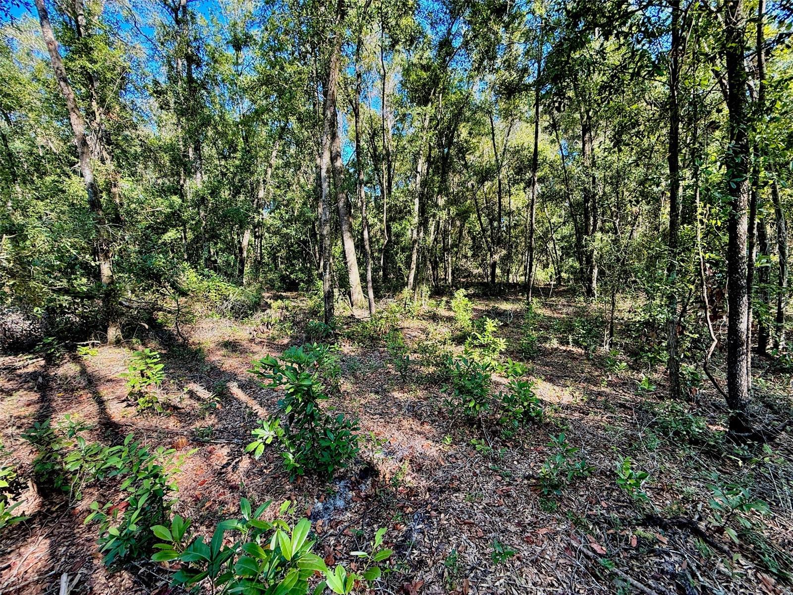 0000 NW 282 TER, BRANFORD, FL, 32008