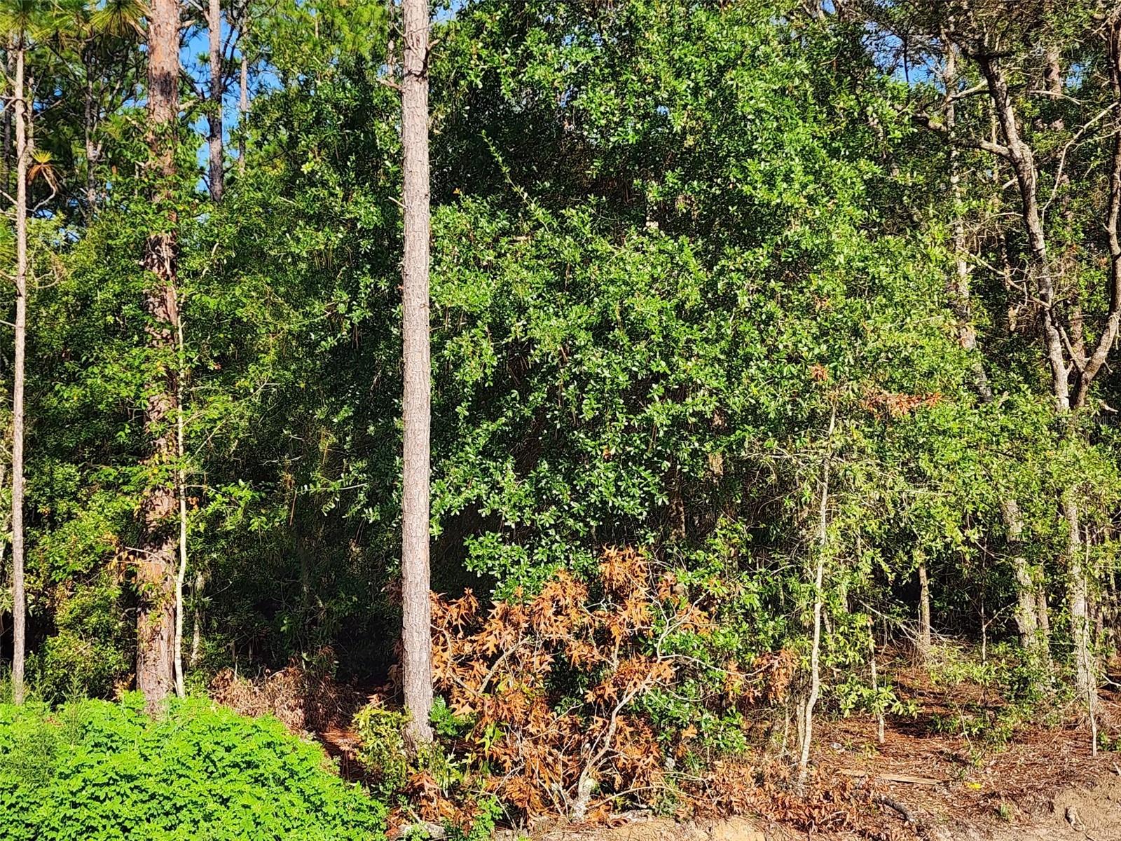 SW 52ND, OCALA, FL, 34481