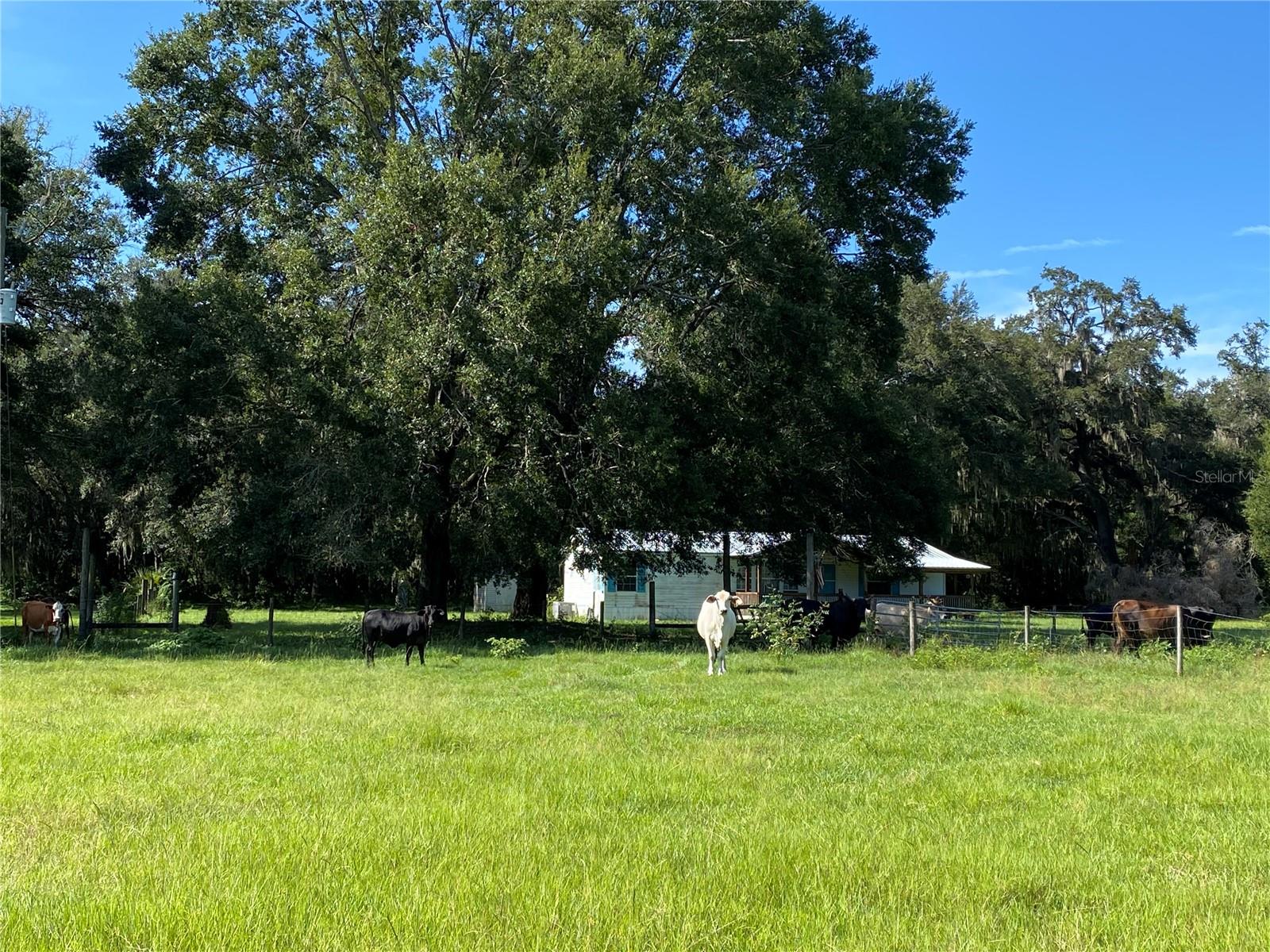 14280 SE 80TH AVE, SUMMERFIELD, FL, 34491