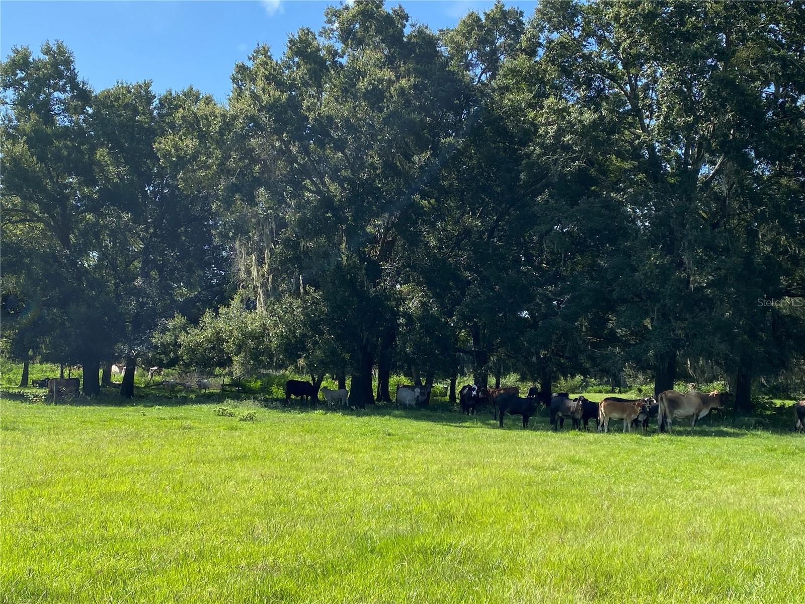 14280 SE 80TH AVE, SUMMERFIELD, FL, 34491