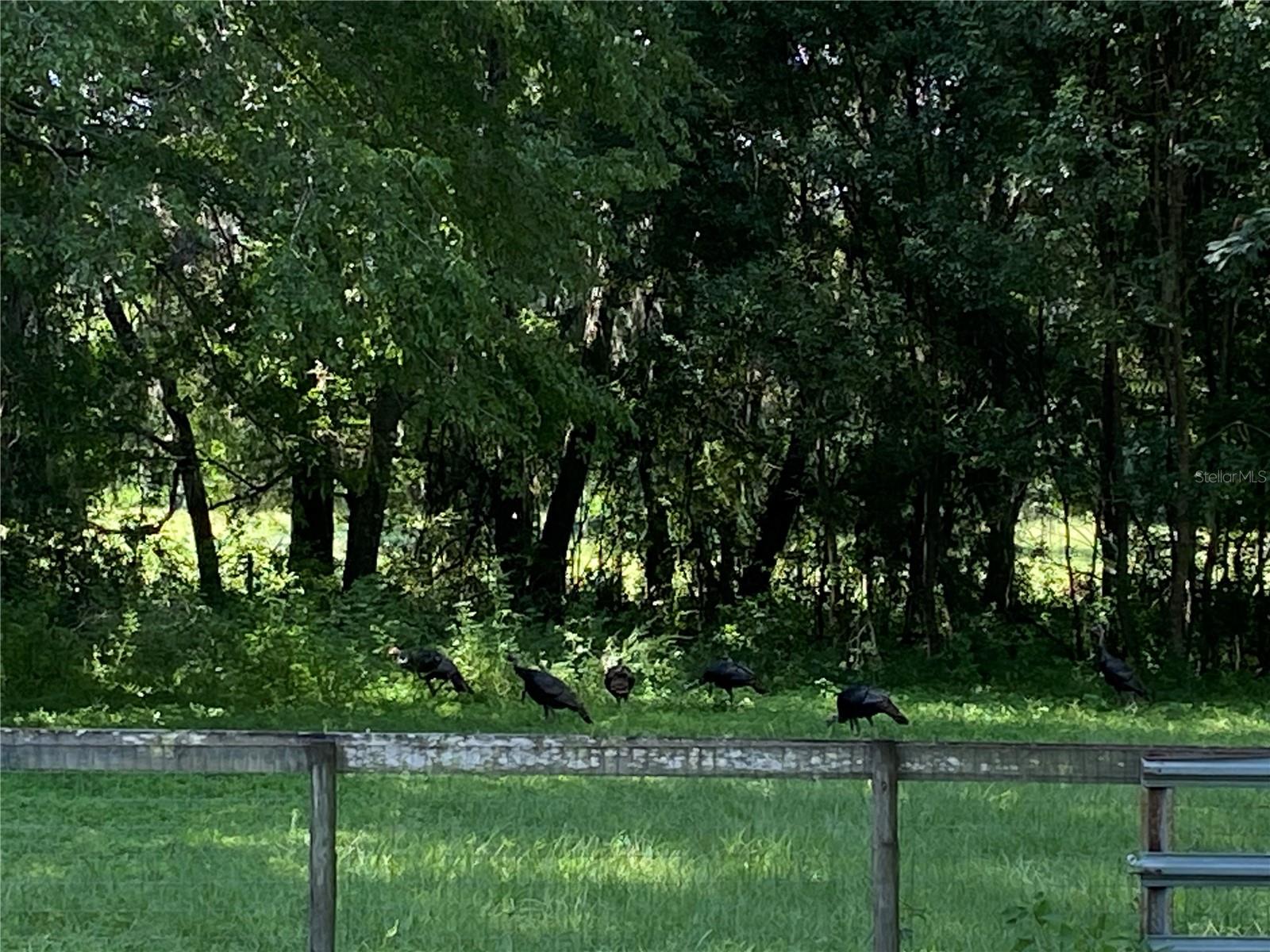 14280 SE 80TH AVE, SUMMERFIELD, FL, 34491