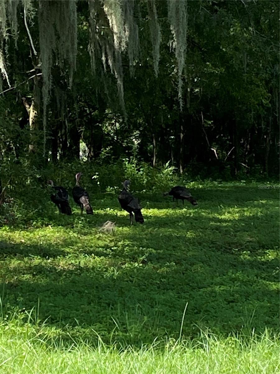 14280 SE 80TH AVE, SUMMERFIELD, FL, 34491