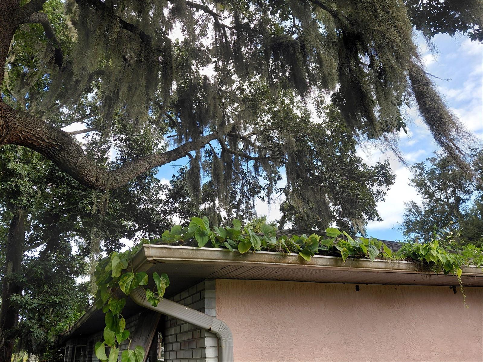 2911 VISTA PALM DR, EDGEWATER, FL, 32141