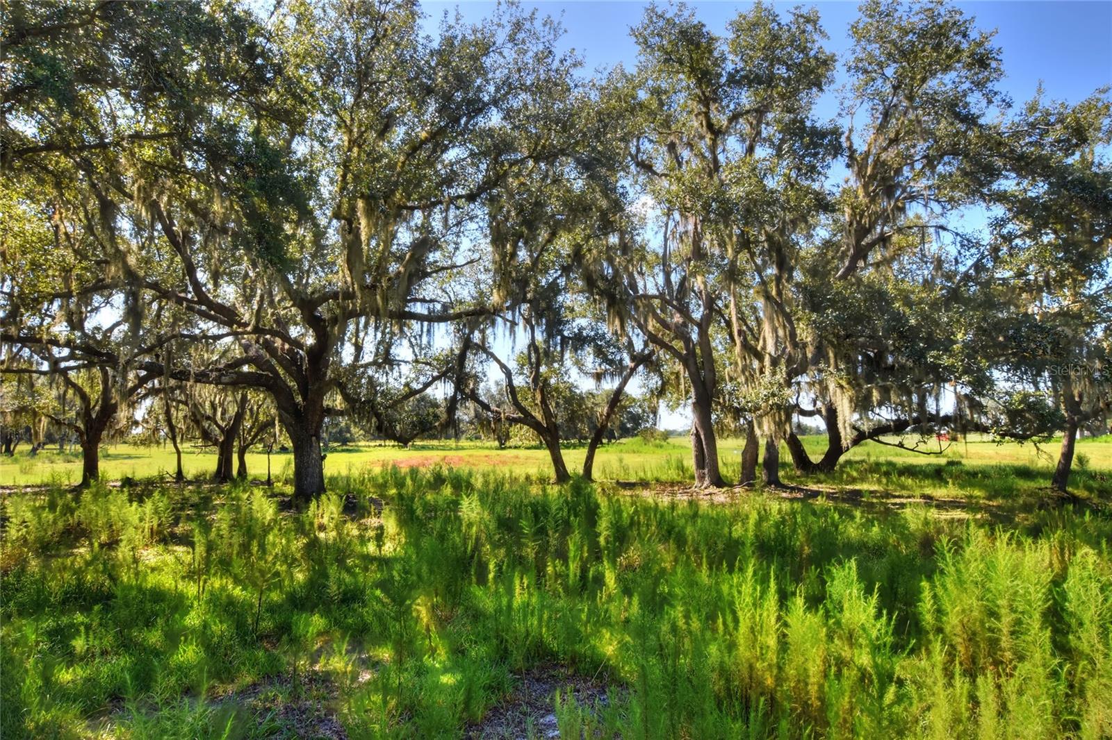 NW LIMESTONE HEIGHTS ST, ARCADIA, FL, 34266