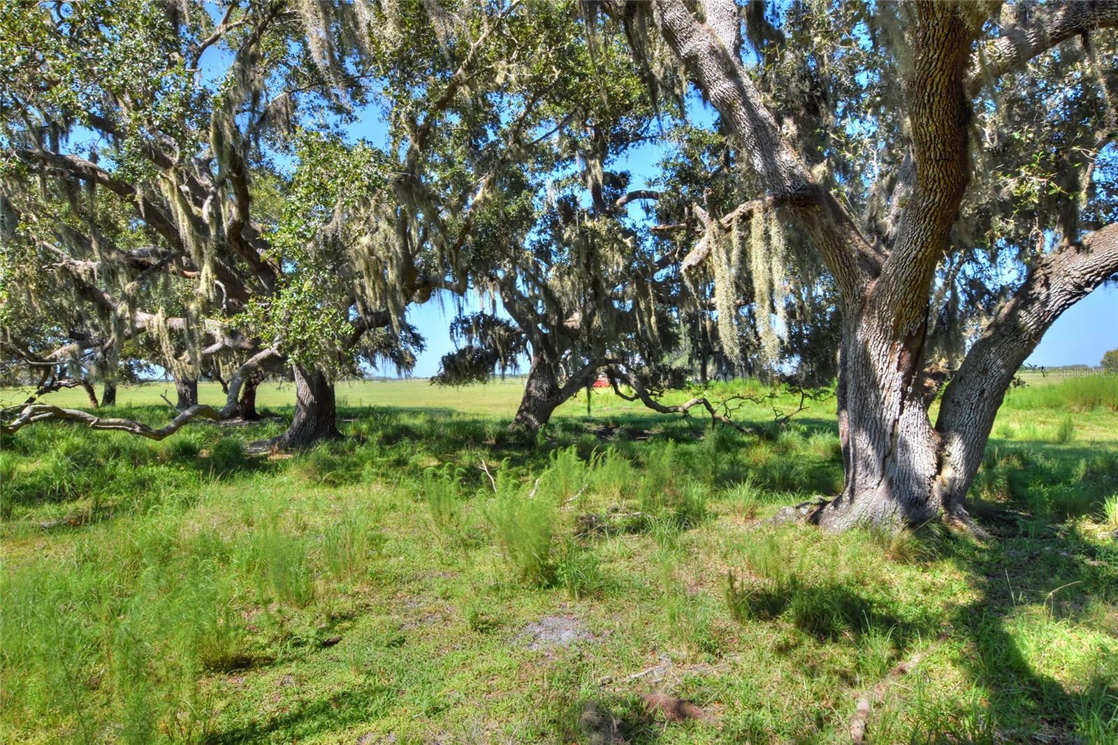 NW LIMESTONE HEIGHTS ST, ARCADIA, FL, 34266