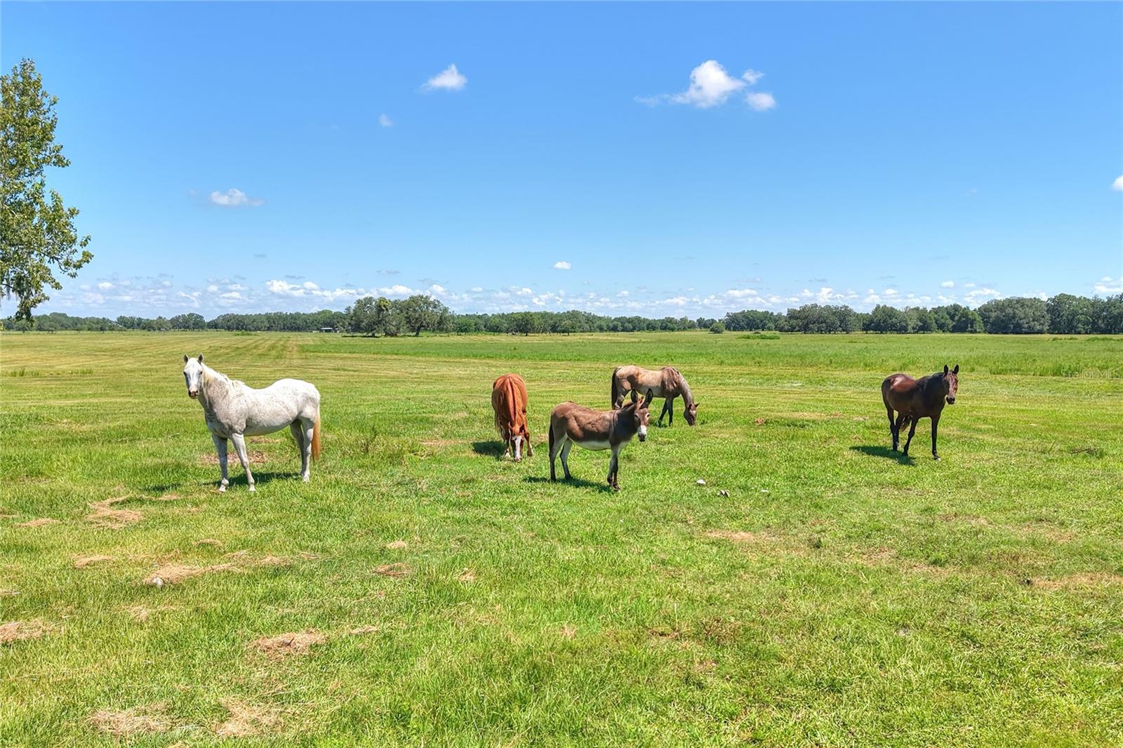 NW LIMESTONE HEIGHTS ST, ARCADIA, FL, 34266