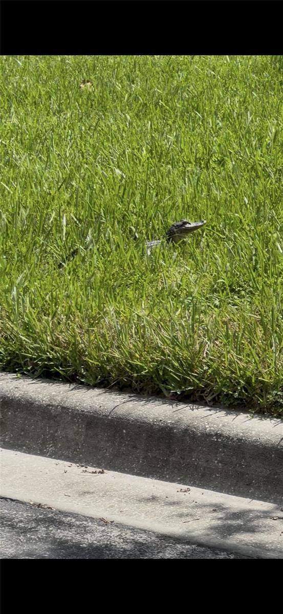 253 SAND PIPER DR, KISSIMMEE, FL, 34759