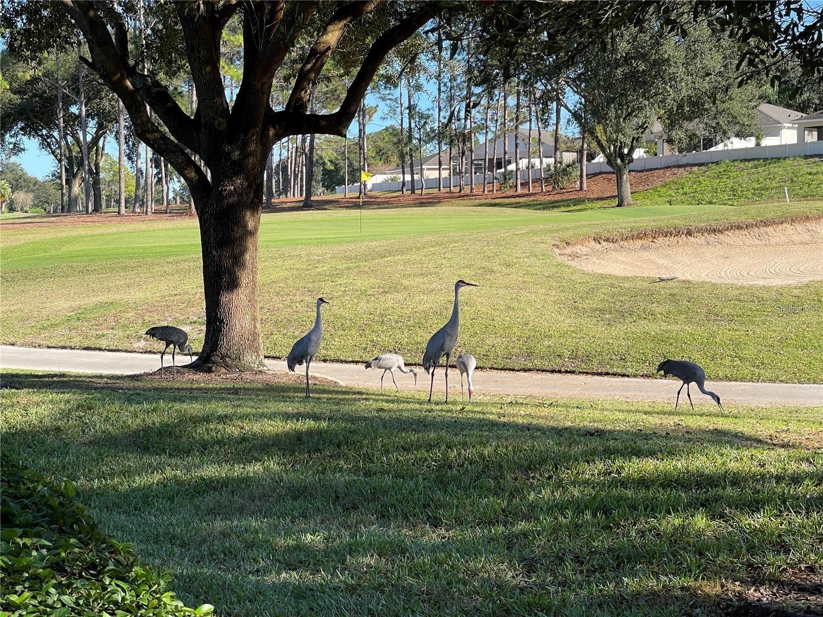 2055 DOBSON ST, CLERMONT, FL, 34711