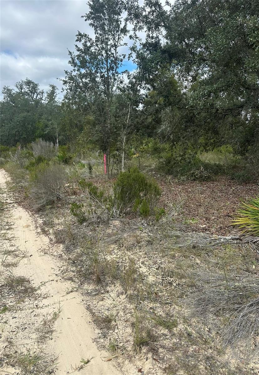 61 ST LN NE, WILLISTON, FL, 32696