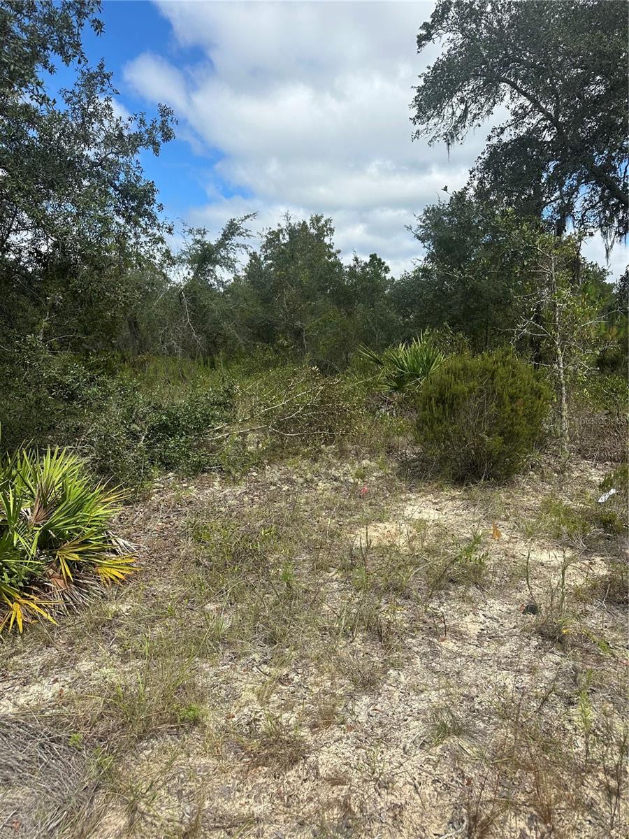 61 ST LN NE, WILLISTON, FL, 32696