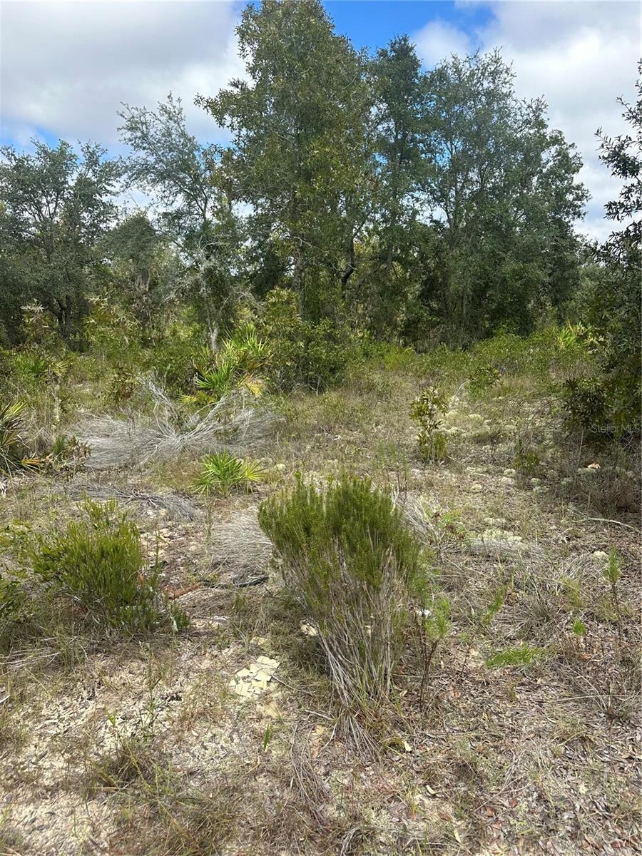 61 ST LN NE, WILLISTON, FL, 32696