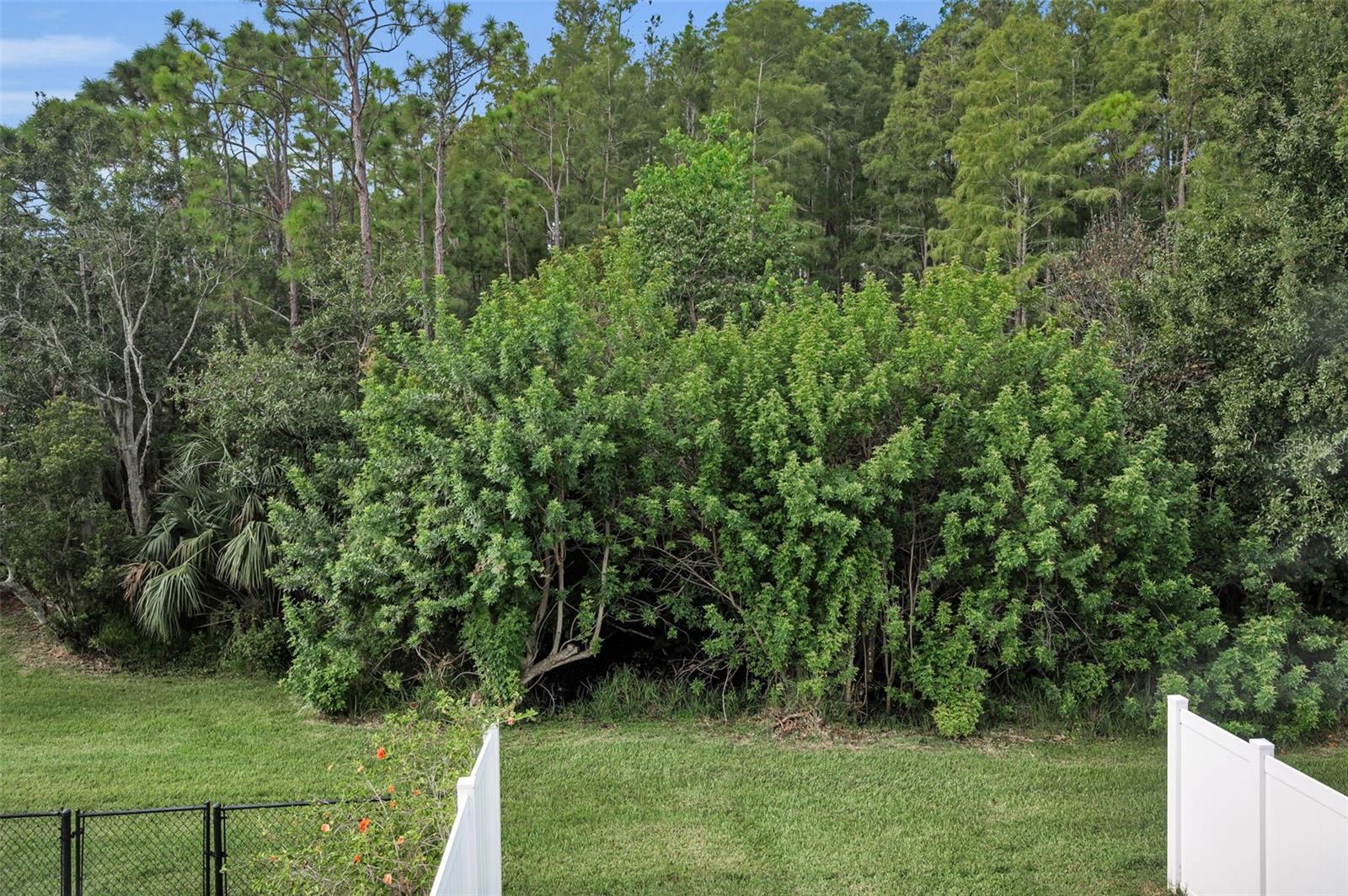 Conservation Backyard!