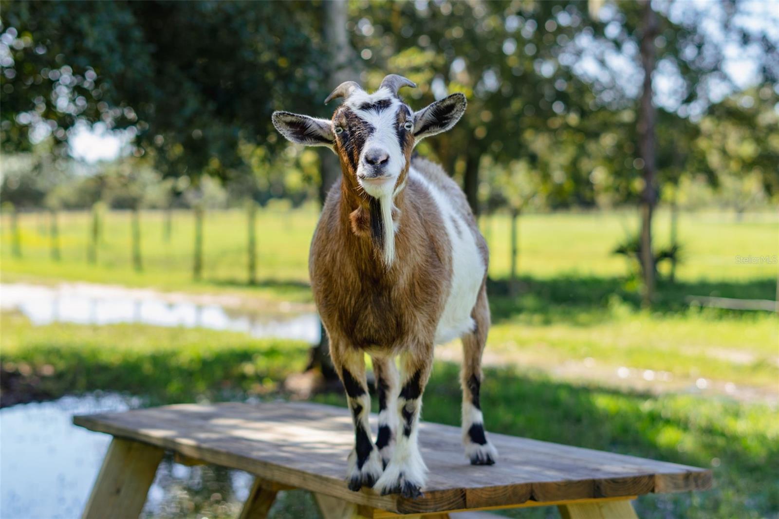 3230 PHEASANT TRL, MIMS, FL, 32754