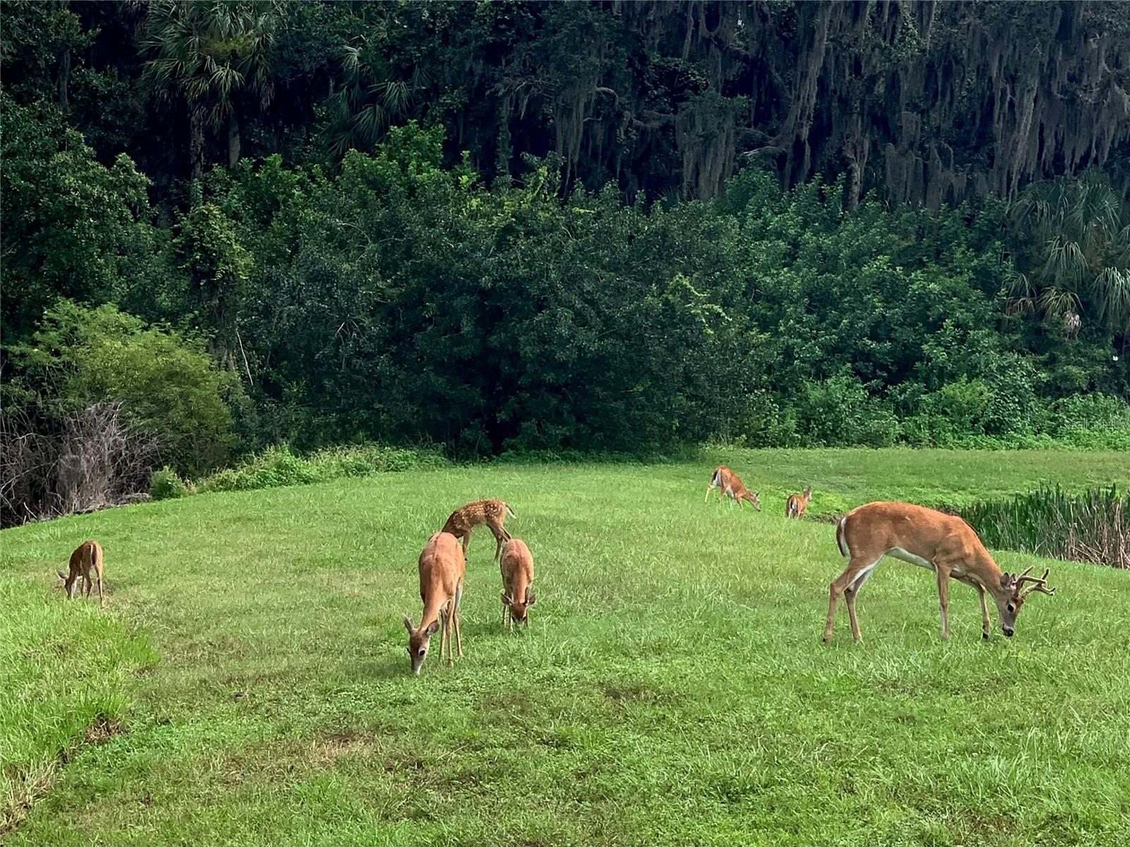 406 PETREL TRL, BRADENTON, FL, 34212