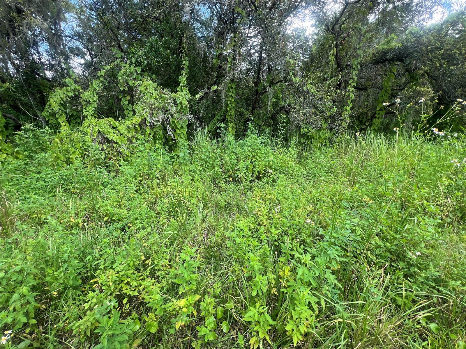 0 LADD AVE, NEW PORT RICHEY, FL, 34654