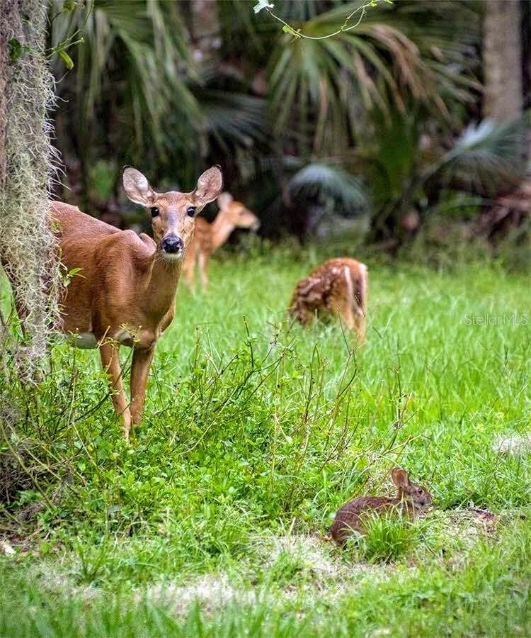 1135 MOSAIC DR, CELEBRATION, FL, 34747