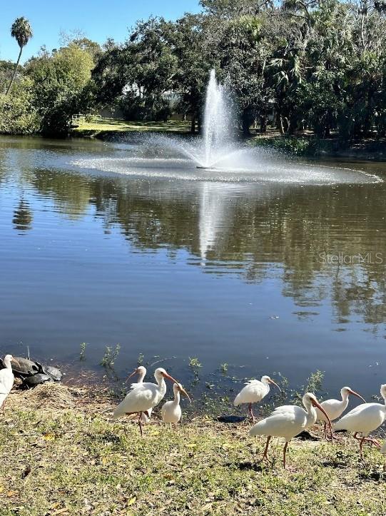 2906 ARLINGTON ST, SARASOTA, FL, 34239