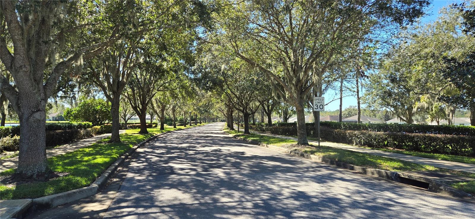 Oak lined boulevard.