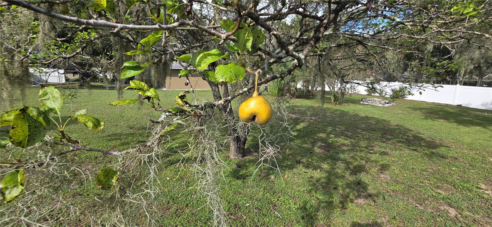 923 HAMMOCK SHADE DR, LAKELAND, FL, 33809