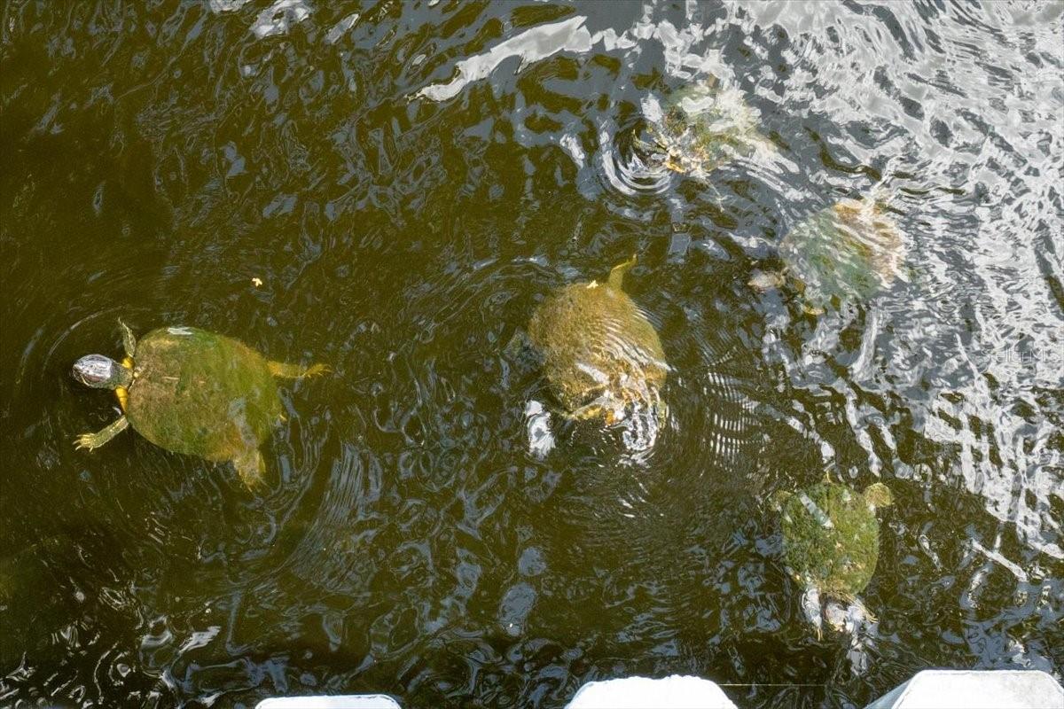 1155 E LOTUS DR, DUNEDIN, FL, 34698