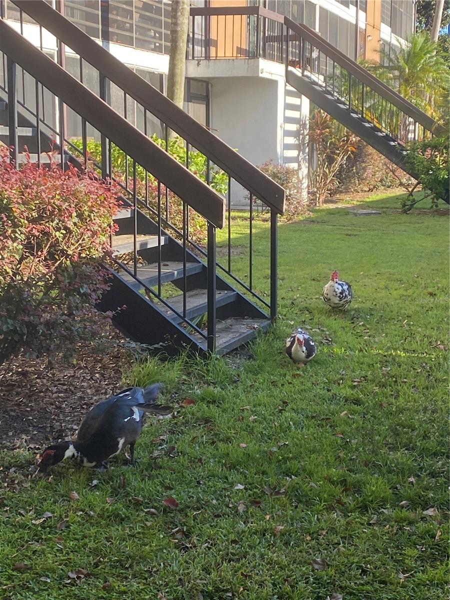 4400 CASTLEPALM RD, ORLANDO, FL, 32839