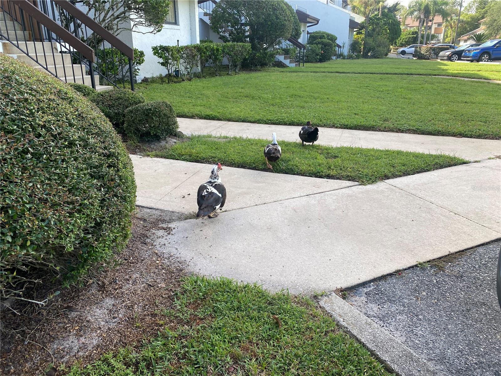 4400 CASTLEPALM RD, ORLANDO, FL, 32839