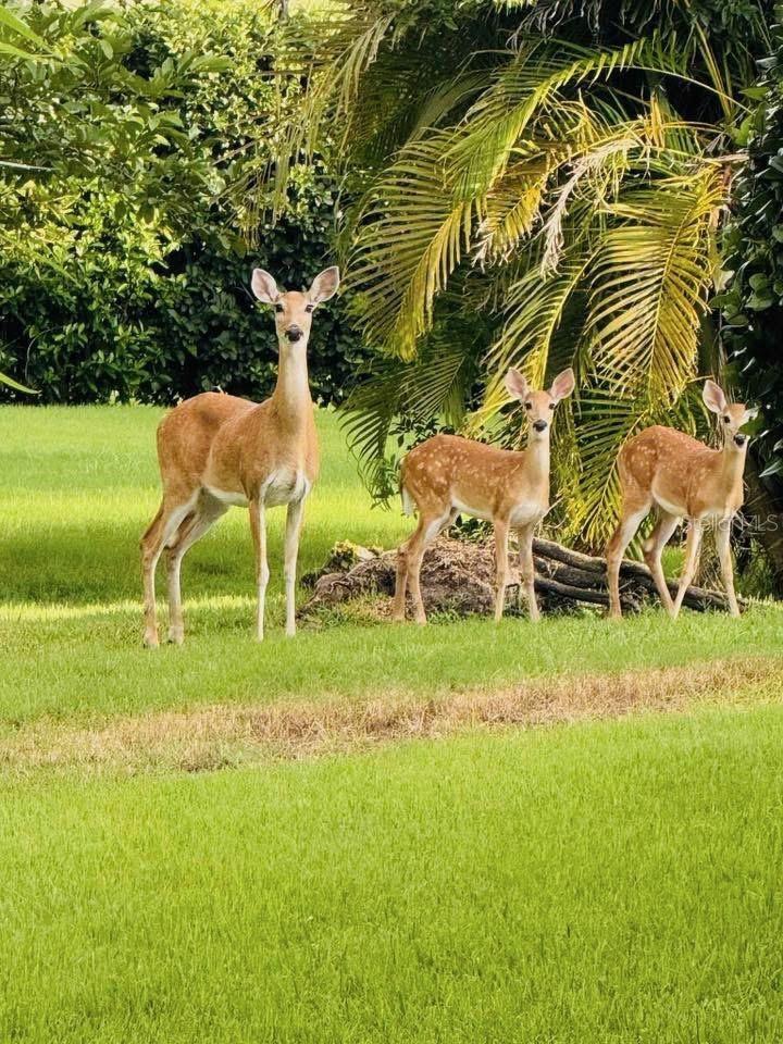 16307 29TH CT E, PARRISH, FL, 34219