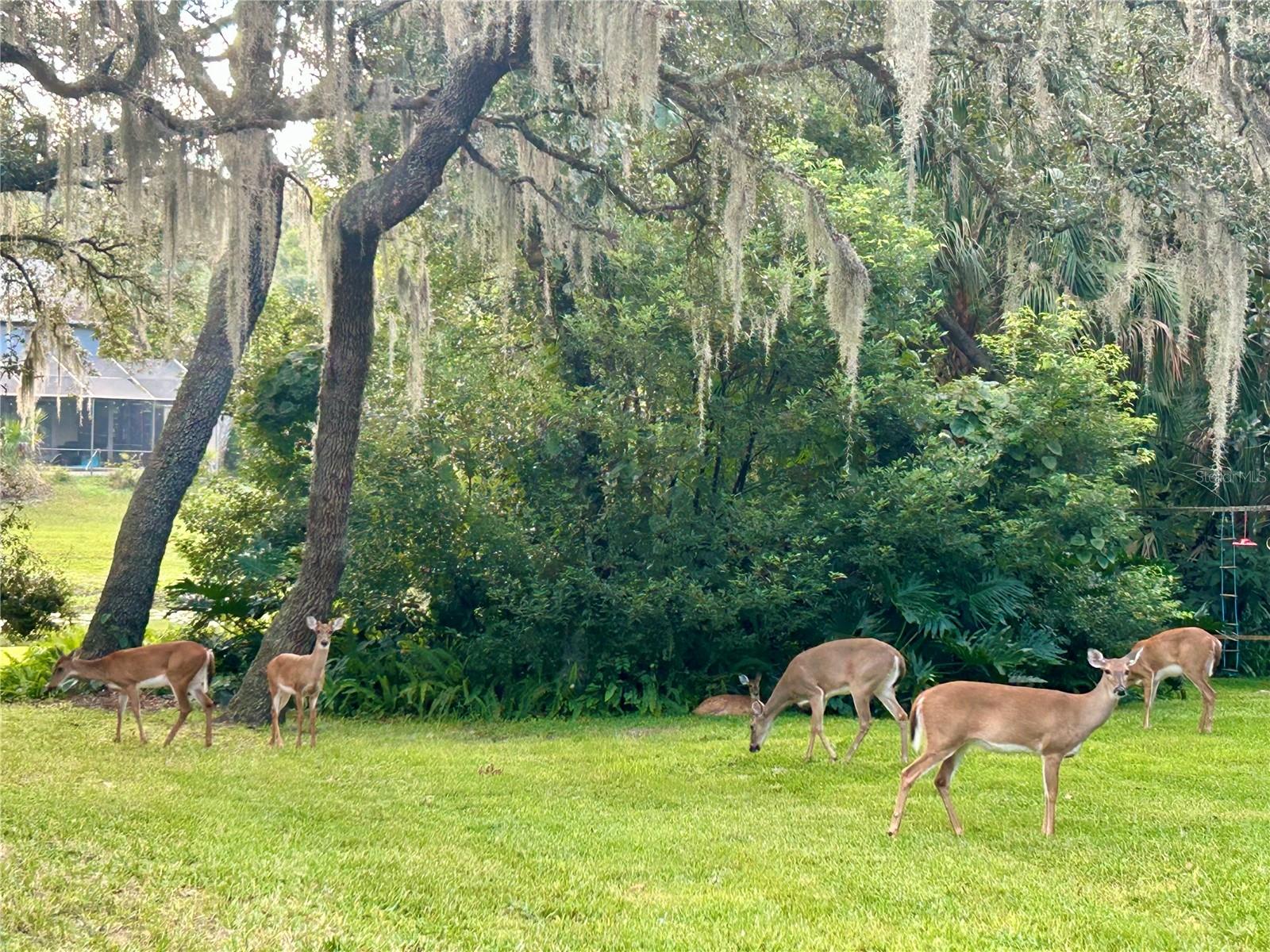 203 S SWEETWATER COVE BLVD, LONGWOOD, FL, 32779