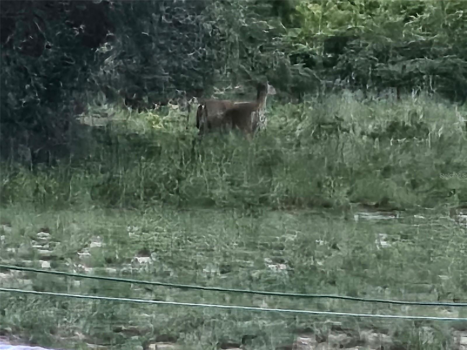 643 FAZZINI RD, BABSON PARK, FL, 33827