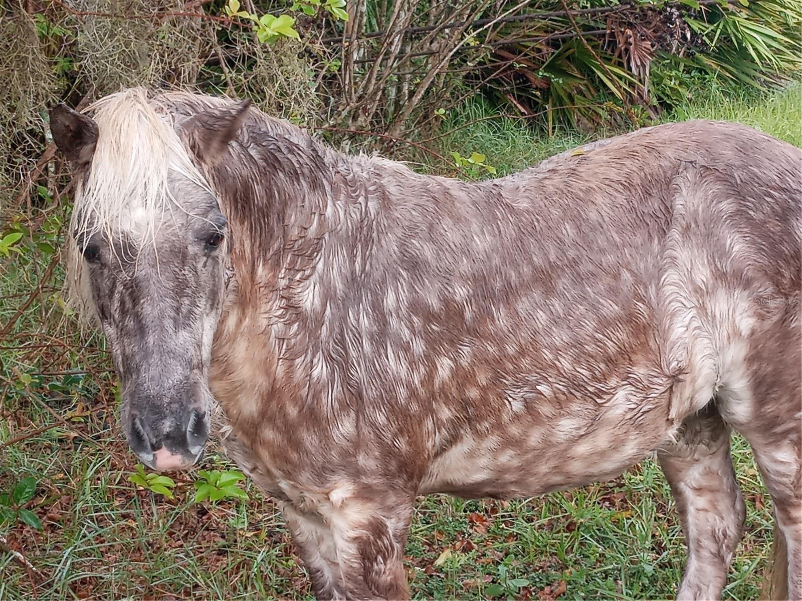 1649 SAIL LN, KISSIMMEE, FL, 34759