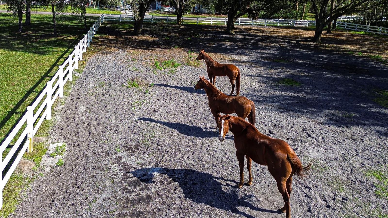 8345 SHENANDOAH RUN, WESLEY CHAPEL, FL, 33544