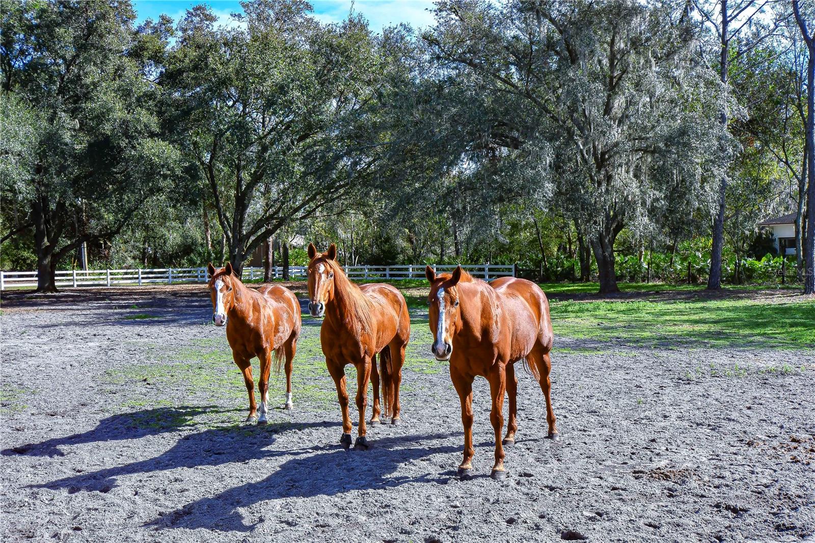 8345 SHENANDOAH RUN, WESLEY CHAPEL, FL, 33544