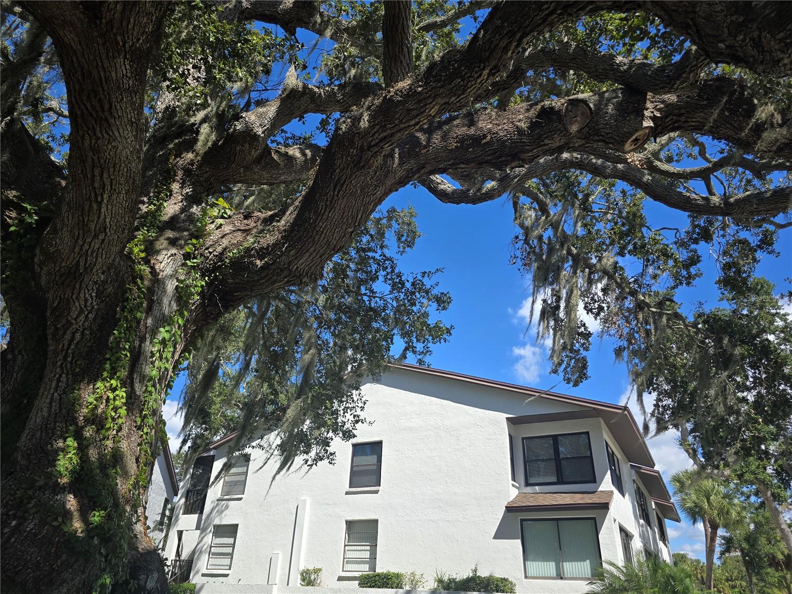 411 S BAYSHORE BLVD #1, SAFETY HARBOR, FL, 34695