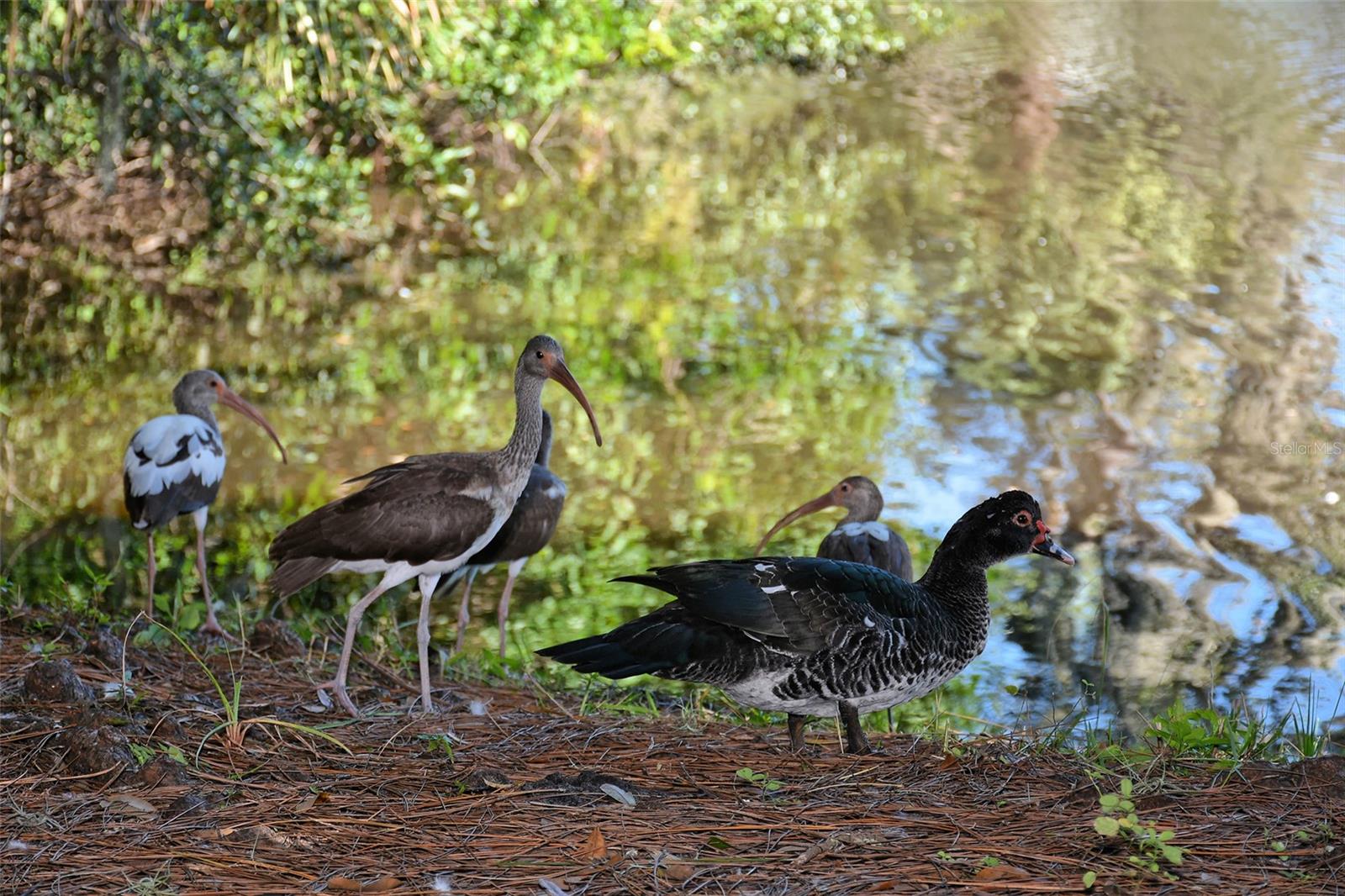 2426 WISTERIA ST, SARASOTA, FL, 34239