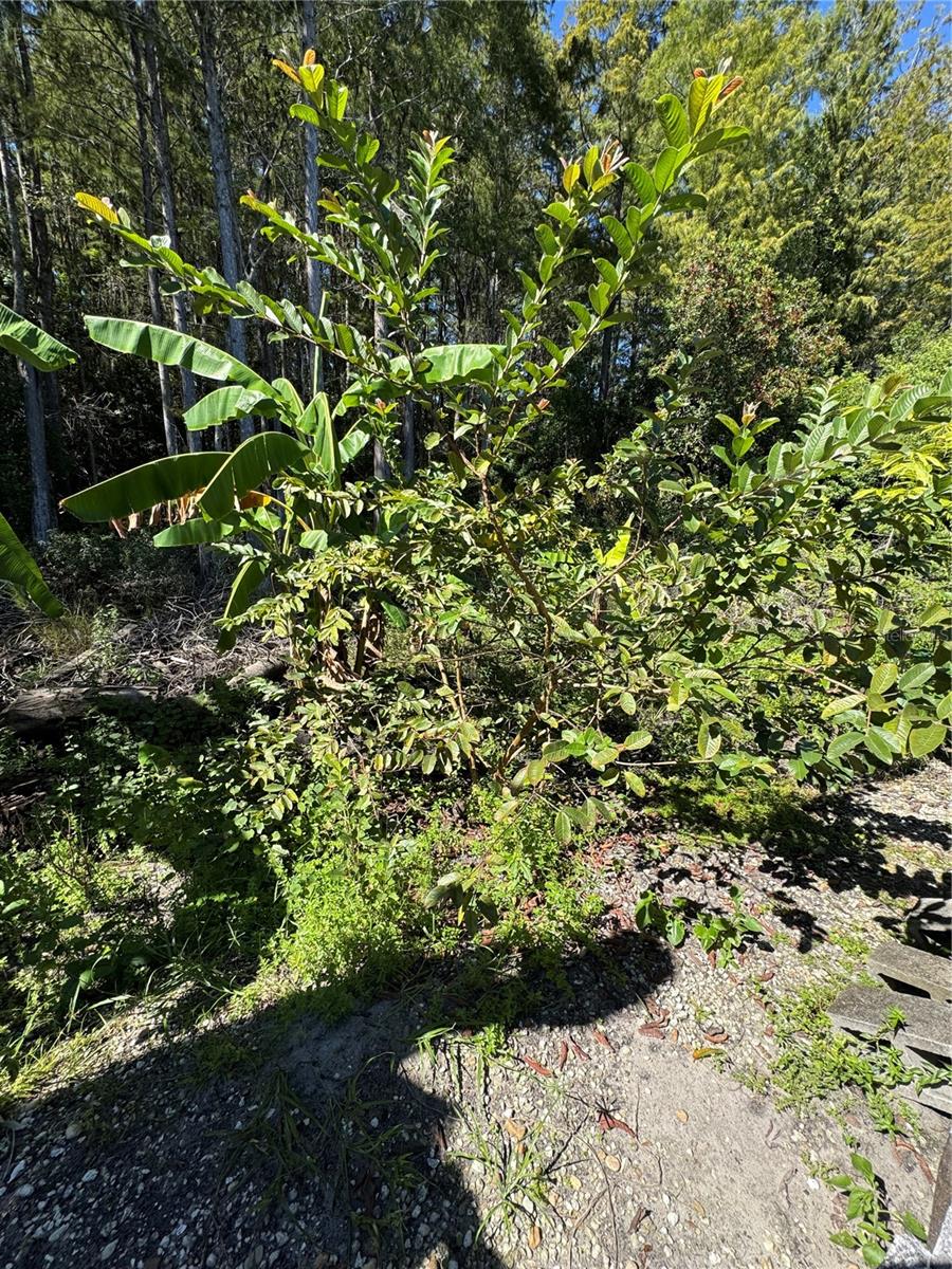 12516 GRECO DR, ORLANDO, FL, 32824