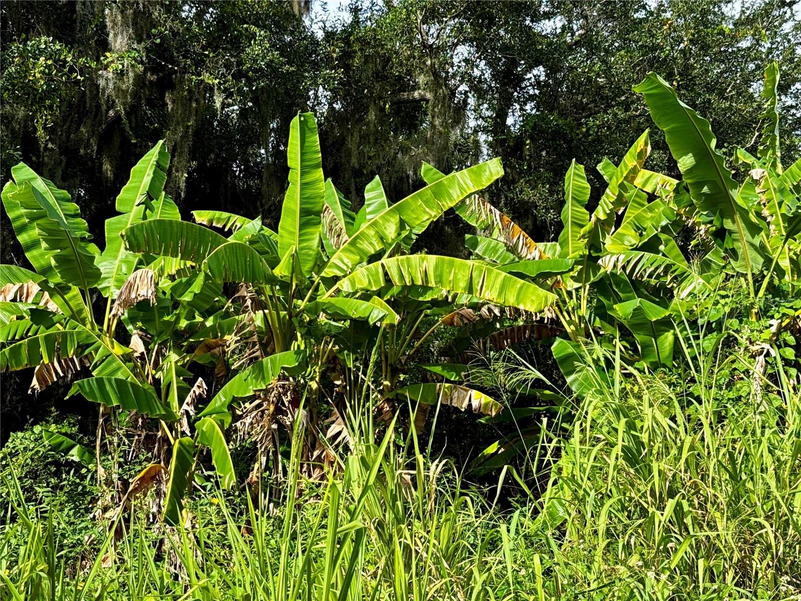 3305 SPARTINA AVE, MERRITT ISLAND, FL, 32953