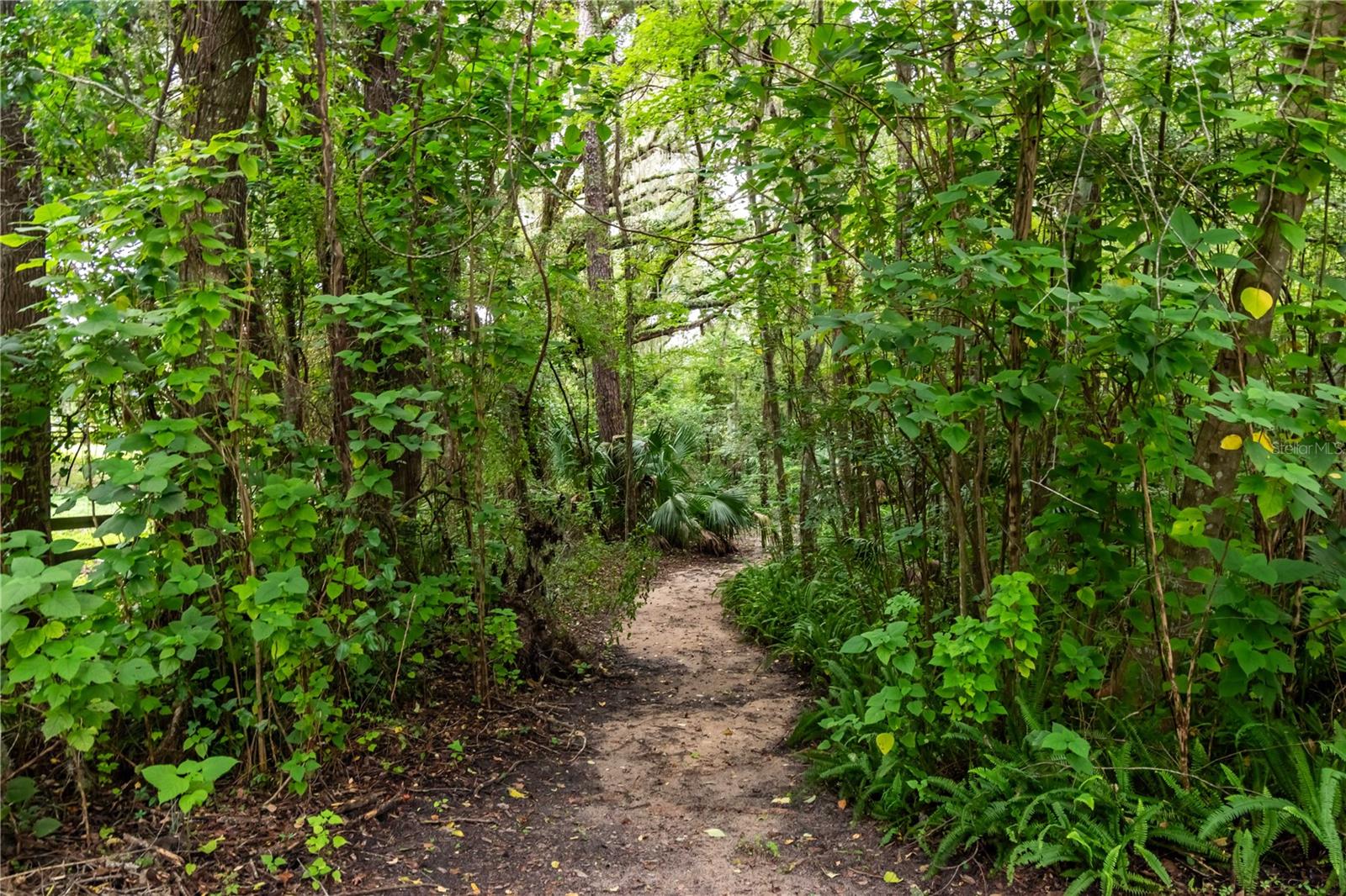 7901 NW 125TH ST, REDDICK, FL, 32686