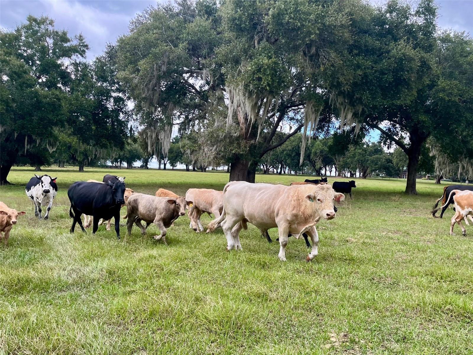 8810 COUNTY ROAD 561, CLERMONT, FL, 34711